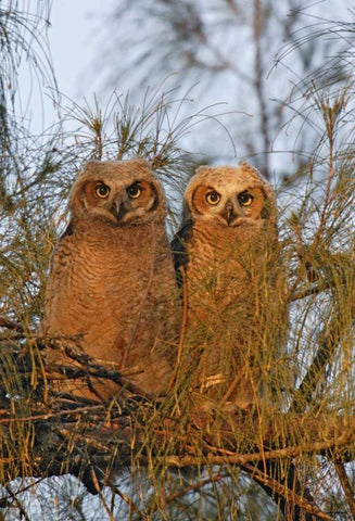 FL, De Soto Great horned owlets sit on tree limb Black Ornate Wood Framed Art Print with Double Matting by Morris, Arthur