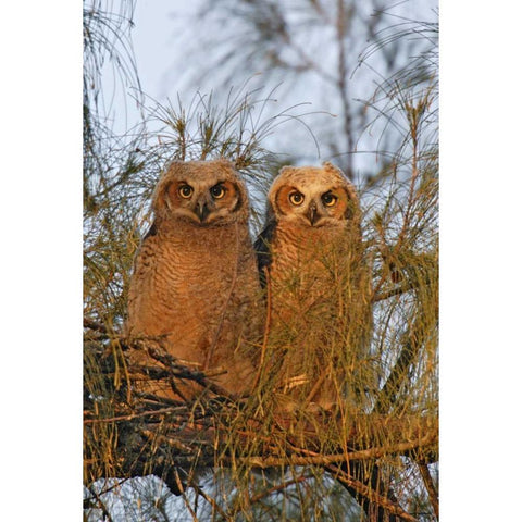 FL, De Soto Great horned owlets sit on tree limb Black Modern Wood Framed Art Print by Morris, Arthur