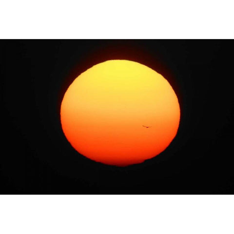 FL, Ft Myers Silhouette of bird flying Black Modern Wood Framed Art Print by Morris, Arthur