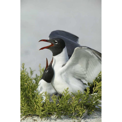 Florida, Egmont Key SP Laughing gulls mating Black Modern Wood Framed Art Print by Morris, Arthur