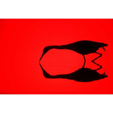FL, Ding Darling NWR Silhouette of a heron Black Modern Wood Framed Art Print by Morris, Arthur