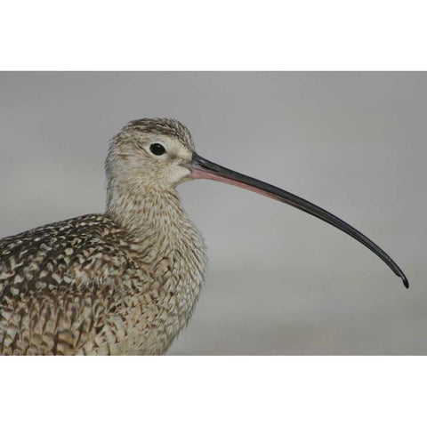 FL, Fort De Soto Park, Long-billed curlew Gold Ornate Wood Framed Art Print with Double Matting by Morris, Arthur