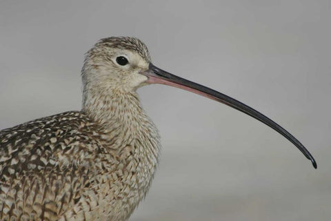 FL, Fort De Soto Park, Long-billed curlew Black Ornate Wood Framed Art Print with Double Matting by Morris, Arthur