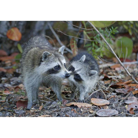 FL, Sanibel, Ding Darling NWR Raccoons kissing Gold Ornate Wood Framed Art Print with Double Matting by Morris, Arthur