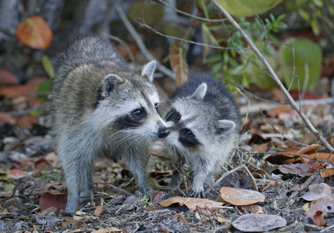 FL, Sanibel, Ding Darling NWR Raccoons kissing Black Ornate Wood Framed Art Print with Double Matting by Morris, Arthur