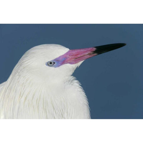FL, Little Estero Lagoon Reddish egret Gold Ornate Wood Framed Art Print with Double Matting by Morris, Arthur