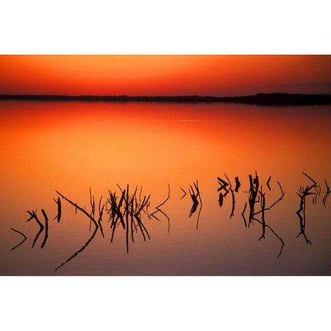 FL, Silhouettes of  brancheson Lake Apopka Black Modern Wood Framed Art Print with Double Matting by Morris, Arthur