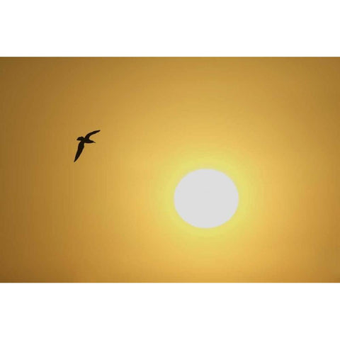 FL, Titusville, Ring-billed gull at sunrise Black Modern Wood Framed Art Print by Morris, Arthur
