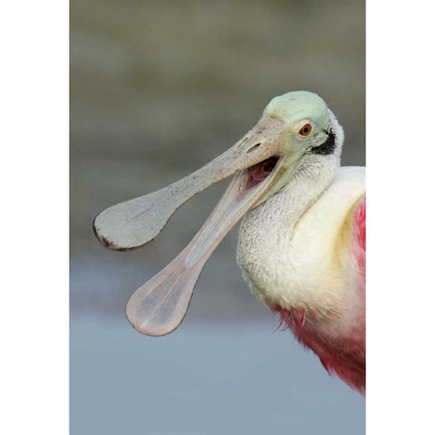 FL, Fort De Soto Park Laughing roseate spoonbill Black Modern Wood Framed Art Print by Morris, Arthur