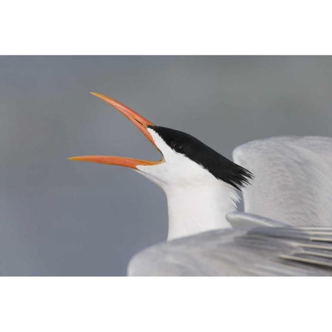 Florida, Fort De Soto Park Royal tern calling Black Modern Wood Framed Art Print by Morris, Arthur
