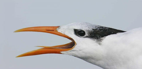 FL, Captiva Royal tern head showing tongue White Modern Wood Framed Art Print with Double Matting by Morris, Arthur