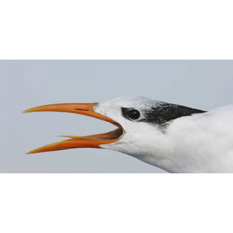 FL, Captiva Royal tern head showing tongue Black Modern Wood Framed Art Print by Morris, Arthur