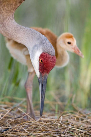 FL, Indian Lake Estates Sandhill crane and chick Black Ornate Wood Framed Art Print with Double Matting by Morris, Arthur