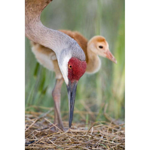FL, Indian Lake Estates Sandhill crane and chick Black Modern Wood Framed Art Print by Morris, Arthur