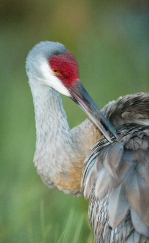 FL Sandhill crane preening its feathers Black Ornate Wood Framed Art Print with Double Matting by Morris, Arthur