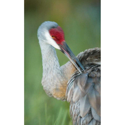 FL Sandhill crane preening its feathers Black Modern Wood Framed Art Print by Morris, Arthur
