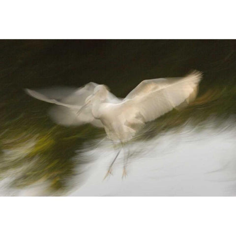 FL, St Augustine Abstract of snowy egret landing White Modern Wood Framed Art Print by Morris, Arthur