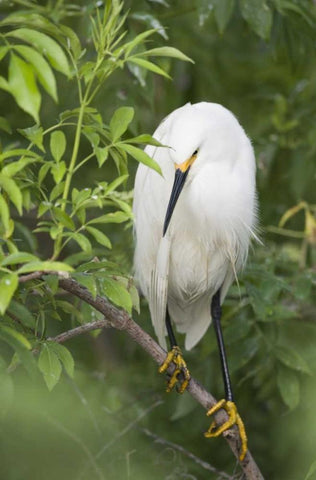 FL, St Augustine Snowy egret on tree limb White Modern Wood Framed Art Print with Double Matting by Morris, Arthur