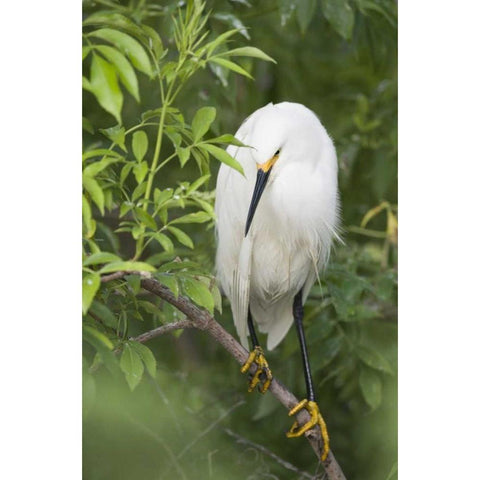 FL, St Augustine Snowy egret on tree limb Black Modern Wood Framed Art Print with Double Matting by Morris, Arthur
