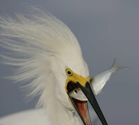 FL, Sanibel Head Snowy egret swallowing baitfish Black Ornate Wood Framed Art Print with Double Matting by Morris, Arthur