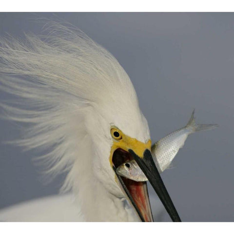 FL, Sanibel Head Snowy egret swallowing baitfish Gold Ornate Wood Framed Art Print with Double Matting by Morris, Arthur