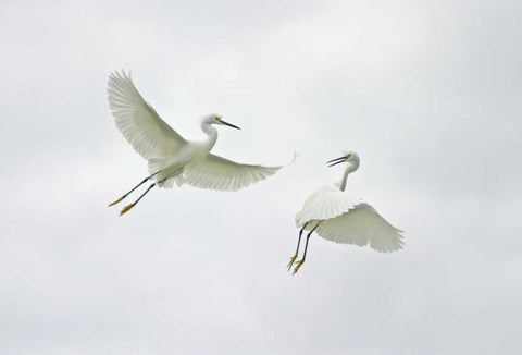 FL, Sanibel Snowy egrets engage in fighting Black Ornate Wood Framed Art Print with Double Matting by Morris, Arthur