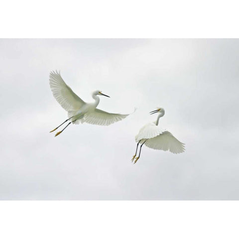 FL, Sanibel Snowy egrets engage in fighting Black Modern Wood Framed Art Print by Morris, Arthur