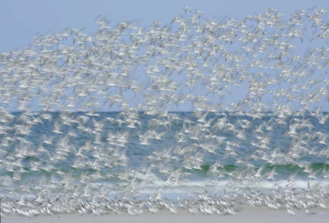 FL, Fort De Soto Park White blur of terns White Modern Wood Framed Art Print with Double Matting by Morris, Arthur