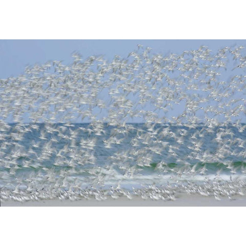 FL, Fort De Soto Park White blur of terns Black Modern Wood Framed Art Print by Morris, Arthur