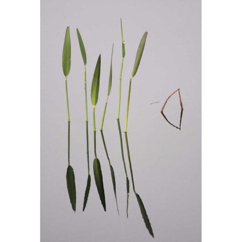 FL, Melbourne Water plants in the Viera Wetlands Black Modern Wood Framed Art Print with Double Matting by Morris, Arthur
