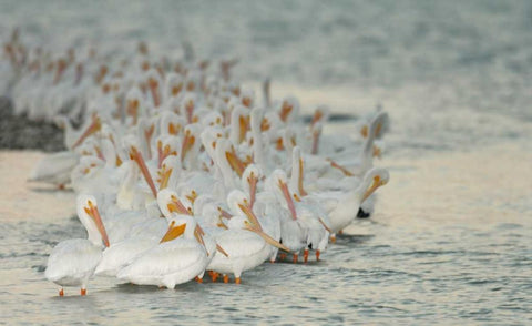Florida, PlacidaWhite pelicans on sandbar Black Ornate Wood Framed Art Print with Double Matting by Morris, Arthur