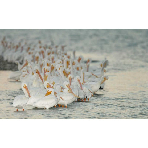 Florida, PlacidaWhite pelicans on sandbar Gold Ornate Wood Framed Art Print with Double Matting by Morris, Arthur
