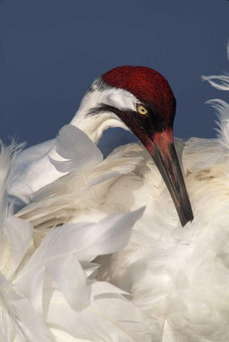 FL, Lake Kissimmee Whooping crane preening Black Ornate Wood Framed Art Print with Double Matting by Morris, Arthur