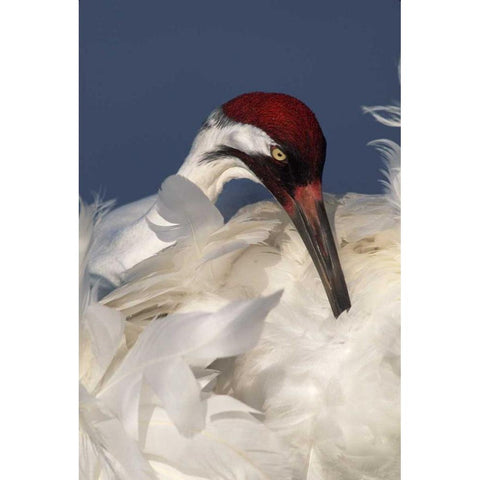 FL, Lake Kissimmee Whooping crane preening Black Modern Wood Framed Art Print with Double Matting by Morris, Arthur