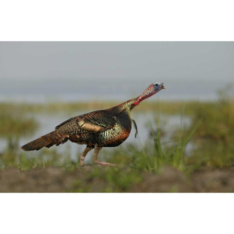 FL Wild turkey charging at a threat White Modern Wood Framed Art Print by Morris, Arthur