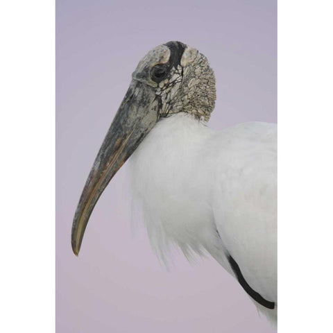 FL, Fort De Soto Park Pre-dawn flash Wood stork White Modern Wood Framed Art Print by Morris, Arthur