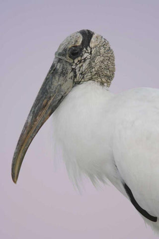 FL, Fort De Soto Park Pre-dawn flash Wood stork White Modern Wood Framed Art Print with Double Matting by Morris, Arthur