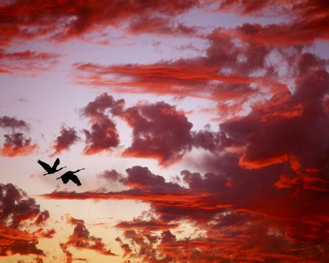 FL, Tampa Bay Silhouette of roseate spoonbills White Modern Wood Framed Art Print with Double Matting by Zuckerman, Jim