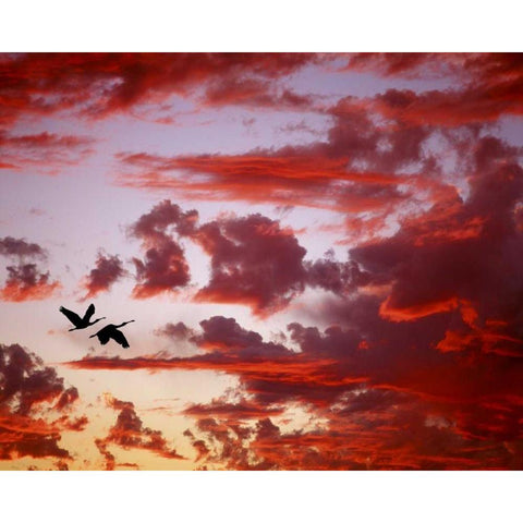 FL, Tampa Bay Silhouette of roseate spoonbills Black Modern Wood Framed Art Print by Zuckerman, Jim