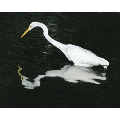 FL, Ding Darling NWR Great egret hunting Black Modern Wood Framed Art Print with Double Matting by Zuckerman, Jim