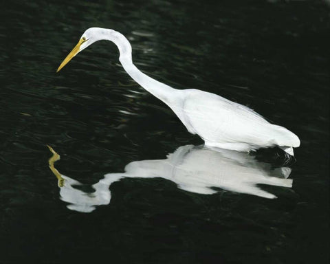 FL, Ding Darling NWR Great egret hunting White Modern Wood Framed Art Print with Double Matting by Zuckerman, Jim