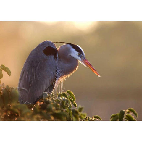 FL, Wakodahatchee Great blue heron on a tree White Modern Wood Framed Art Print by Zuckerman, Jim