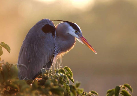 FL, Wakodahatchee Great blue heron on a tree Black Ornate Wood Framed Art Print with Double Matting by Zuckerman, Jim