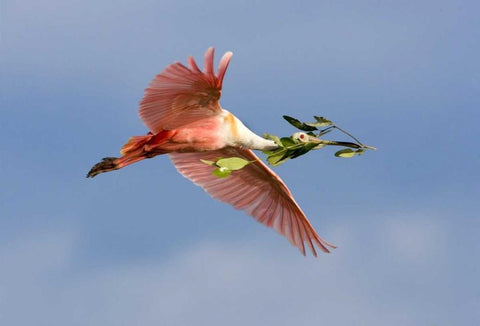 FL, Tampa Bay Roseate spoonbill in flight White Modern Wood Framed Art Print with Double Matting by Zuckerman, Jim