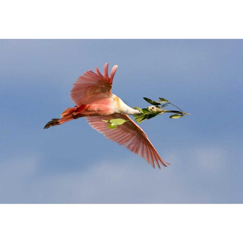 FL, Tampa Bay Roseate spoonbill in flight Black Modern Wood Framed Art Print with Double Matting by Zuckerman, Jim