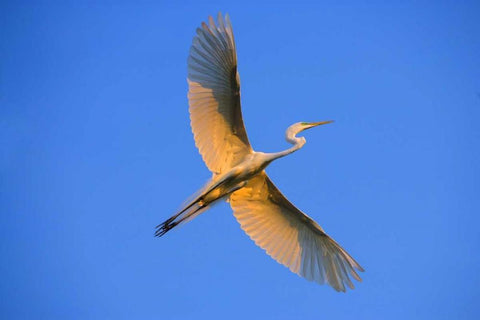 FL, St Augustine Great egret in flight at sunset White Modern Wood Framed Art Print with Double Matting by Zuckerman, Jim