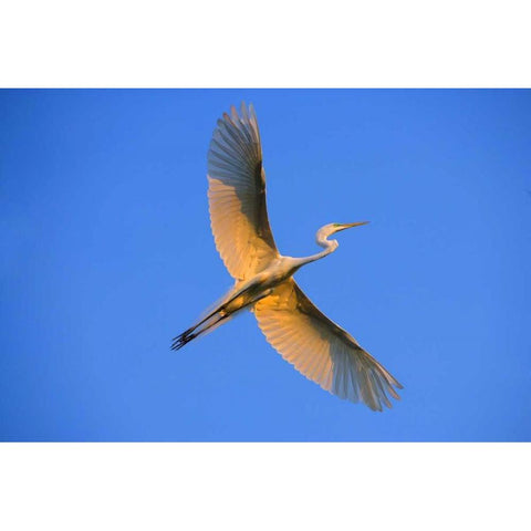 FL, St Augustine Great egret in flight at sunset Black Modern Wood Framed Art Print by Zuckerman, Jim