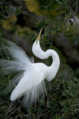 FL, St Augustine Great egret sky pointing Black Ornate Wood Framed Art Print with Double Matting by Zuckerman, Jim