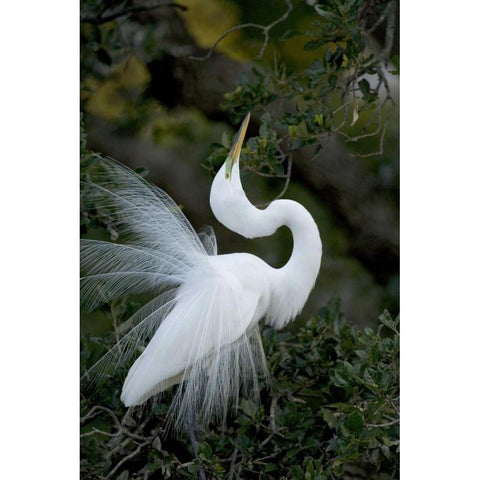 FL, St Augustine Great egret sky pointing Black Modern Wood Framed Art Print by Zuckerman, Jim