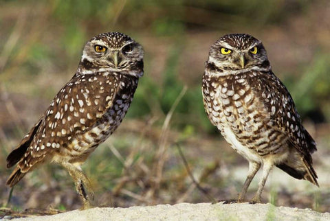 FL, Sanibel Island Burrowing owls pair by burrow White Modern Wood Framed Art Print with Double Matting by Welling, Dave